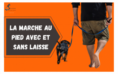 LA MARCHE AU PIED CHIEN LAISSE 400x250 - Actualités