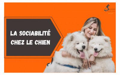 Sociabiliser son chien 400x250 - Actualités